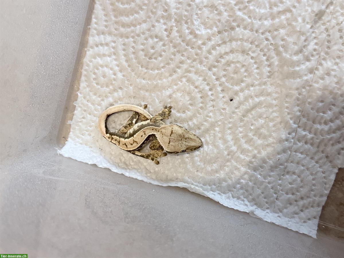 Bild 6: Verkaufe Kronengecko High White