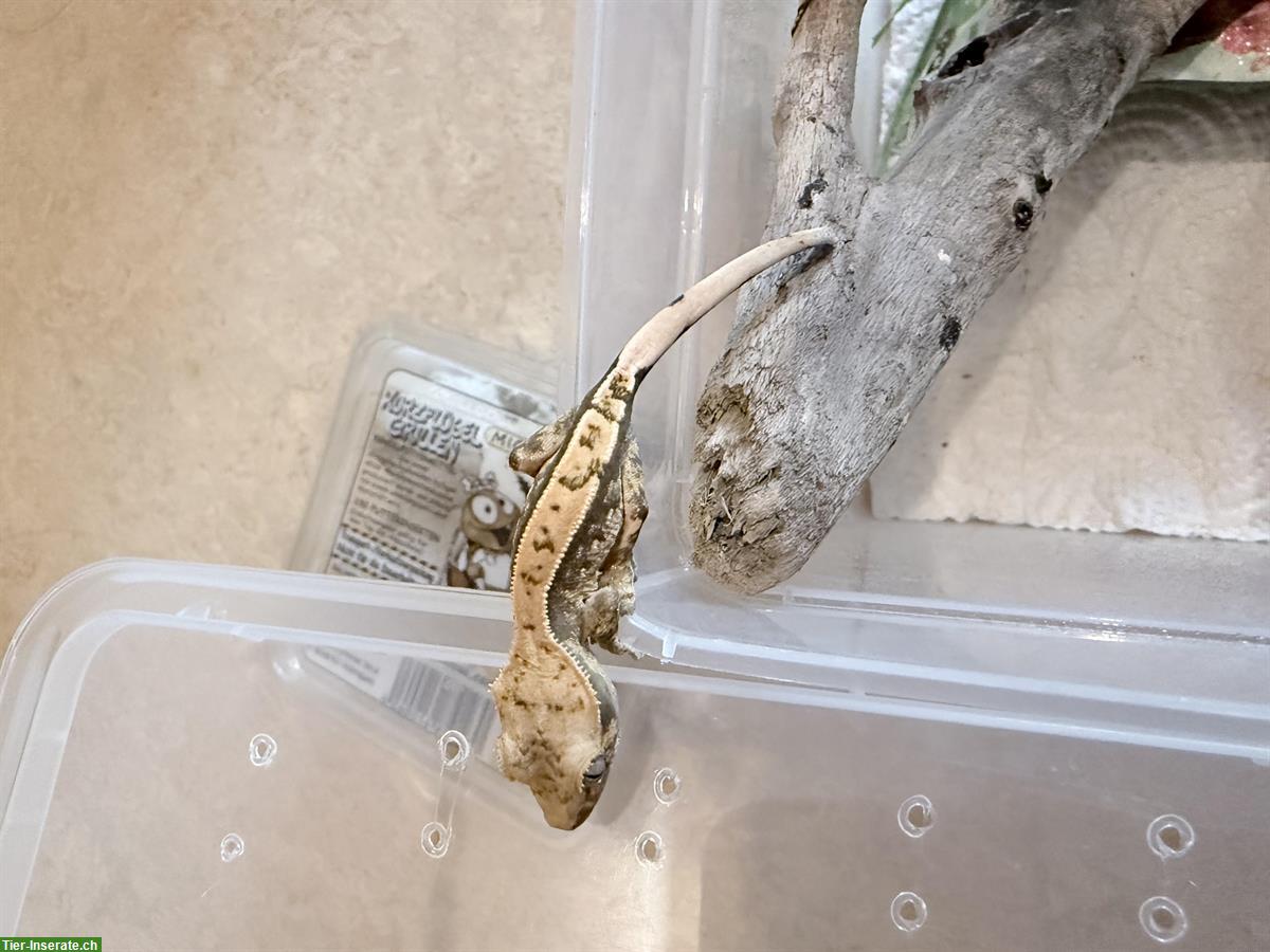 Bild 7: Verkaufe Kronengecko High White