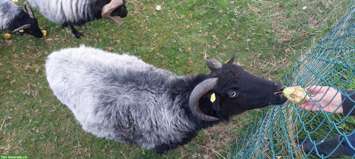 Bild 2: Handzahme Heidschnucken Schafe zu verkaufen