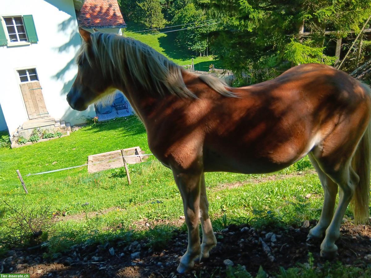Haflinger Hengst Jährling zu verkaufen