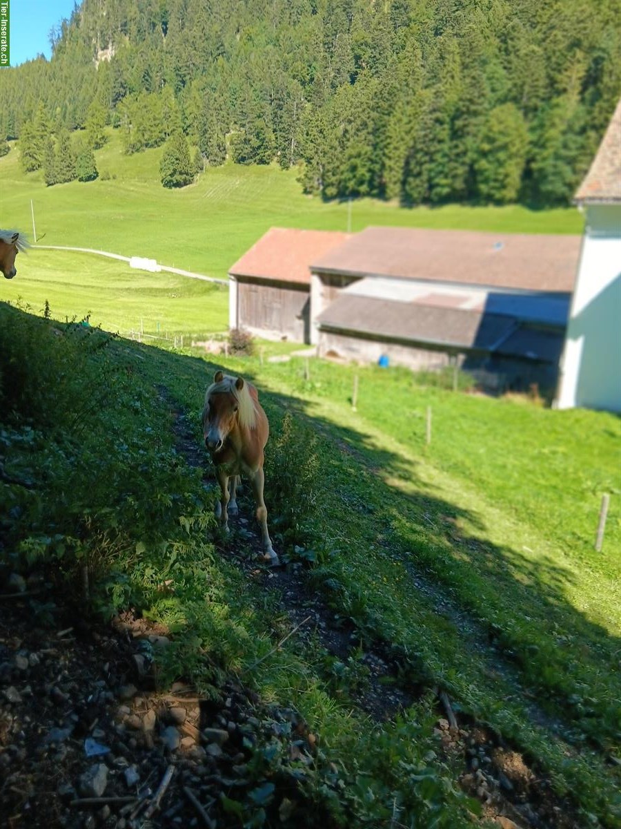 Bild 2: Haflinger Hengst Jährling zu verkaufen