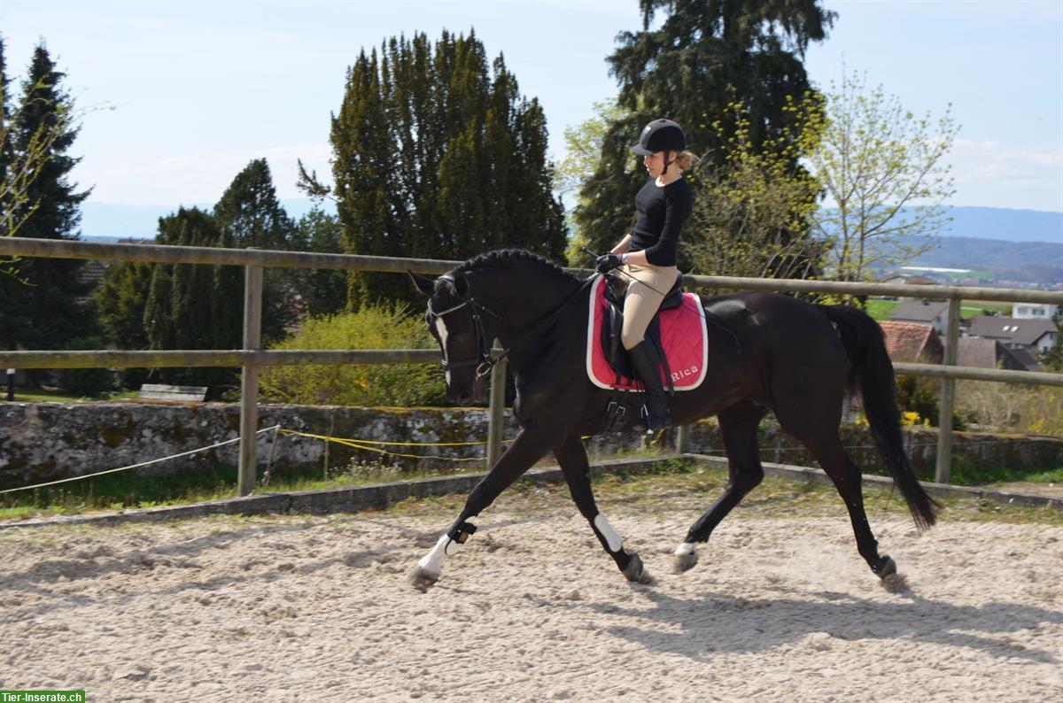 Biete Reitgelegenheit auf Dressurpferd in Schwadernau