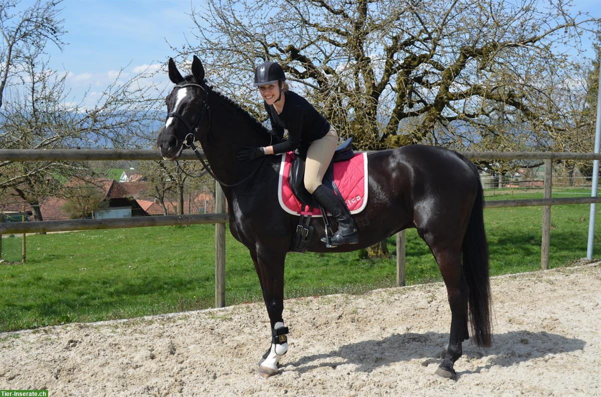 Bild 2: Biete Reitgelegenheit auf Dressurpferd in Schwadernau