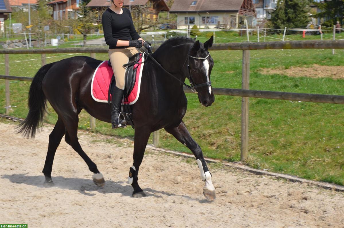 Bild 3: Biete Reitgelegenheit auf Dressurpferd in Schwadernau