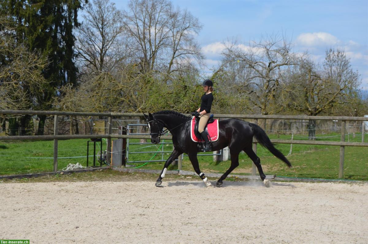 Bild 4: Biete Reitgelegenheit auf Dressurpferd in Schwadernau