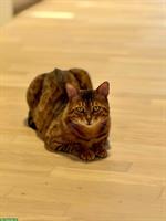 10-jähriger Bengal Kater sucht neues zuhause