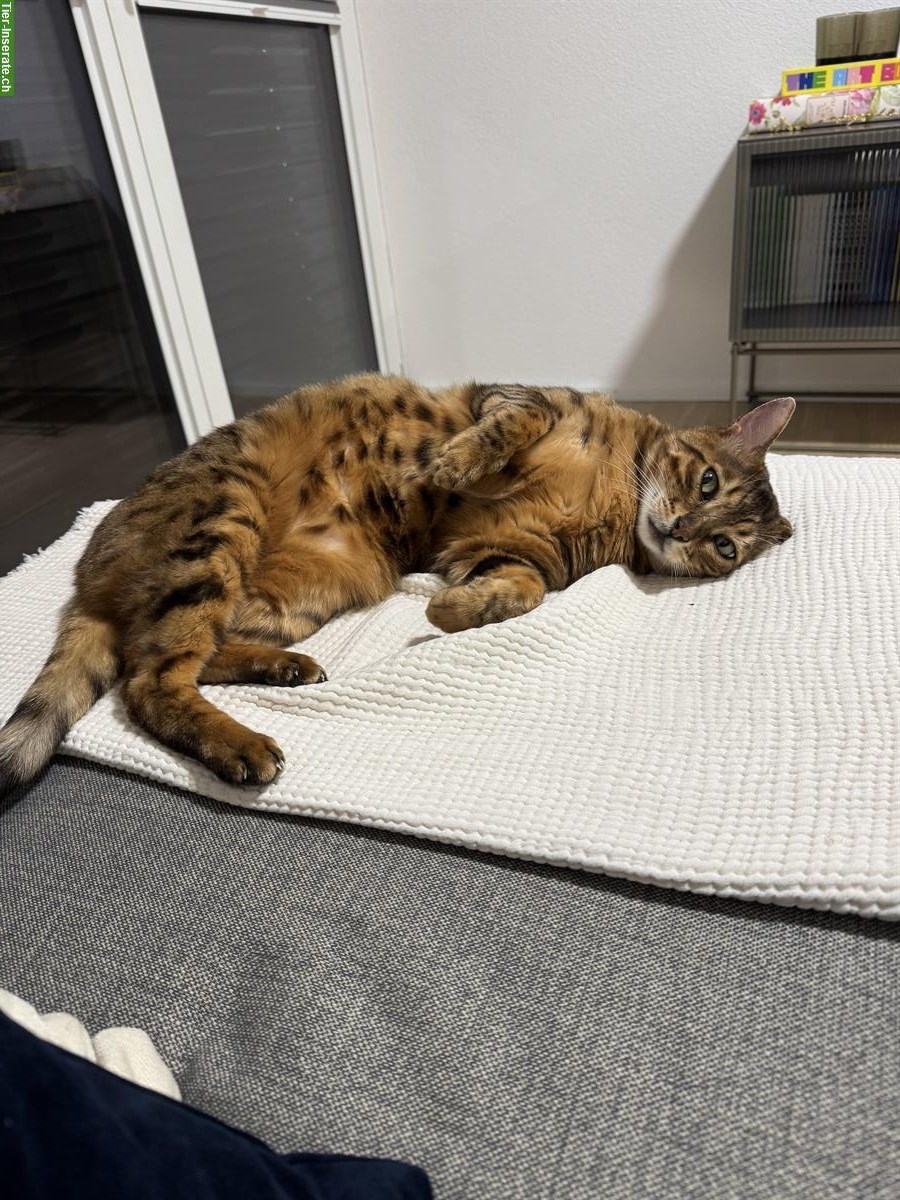 Bild 4: 10-jähriger Bengal Kater sucht neues zuhause