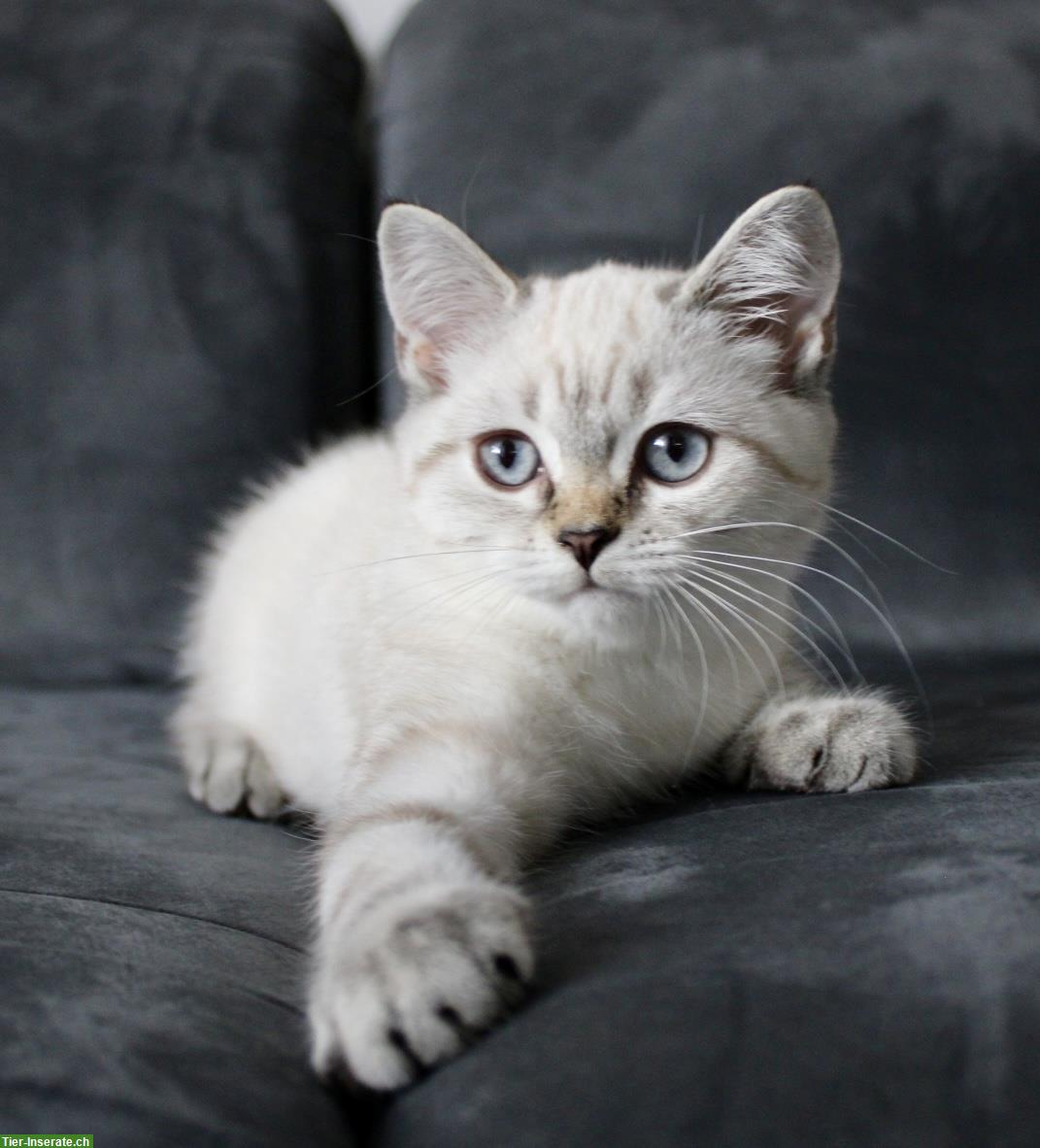 BKH Mädchen in cream tabby point mit Stammbaum