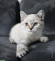 BKH Mädchen in cream tabby point mit Stammbaum