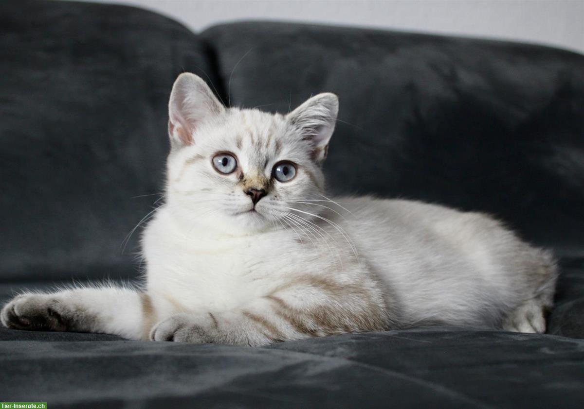 Bild 3: BKH Mädchen in cream tabby point mit Stammbaum