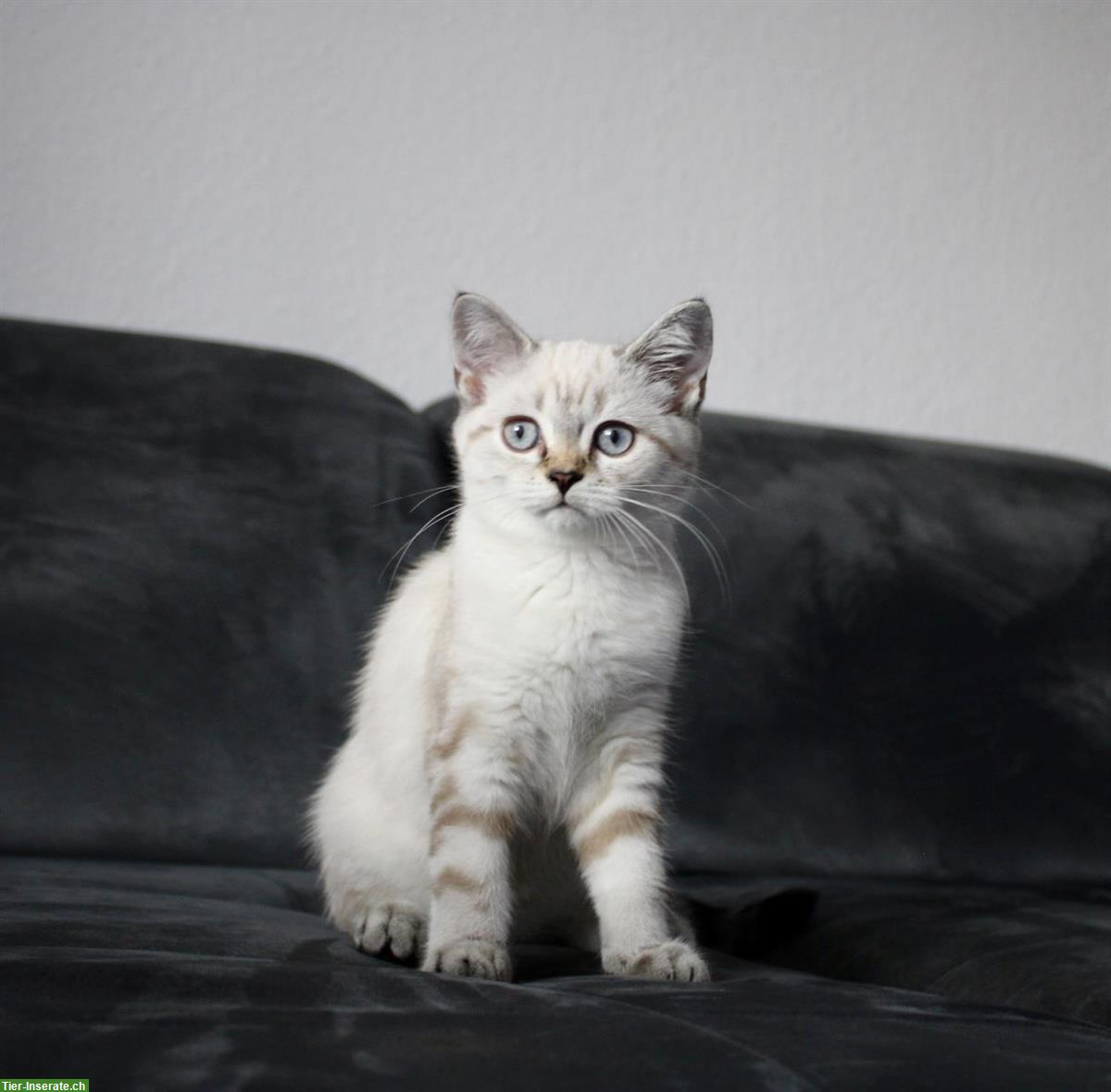 Bild 4: BKH Mädchen in cream tabby point mit Stammbaum
