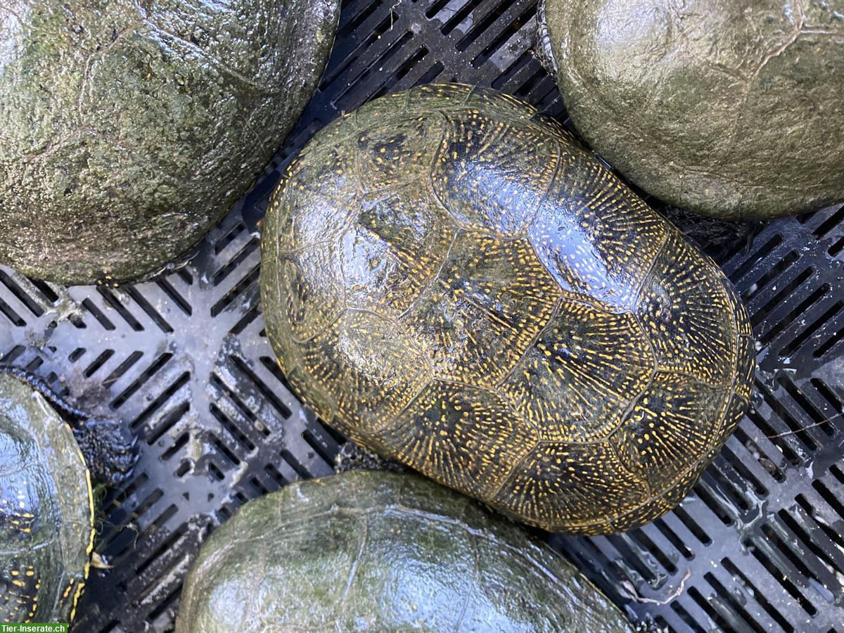 Erwachsene Europäische Sumpfschildkröten zu verkaufen