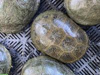 Erwachsene Europäische Sumpfschildkröten zu verkaufen