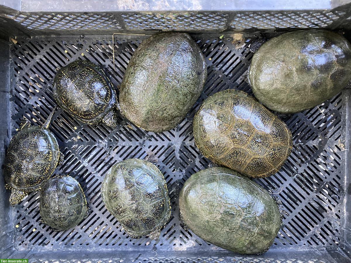 Bild 2: Erwachsene Europäische Sumpfschildkröten zu verkaufen