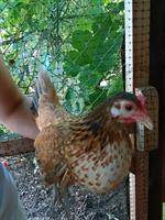 Serama/Herburg Glucke, Junghenne zu verkaufen
