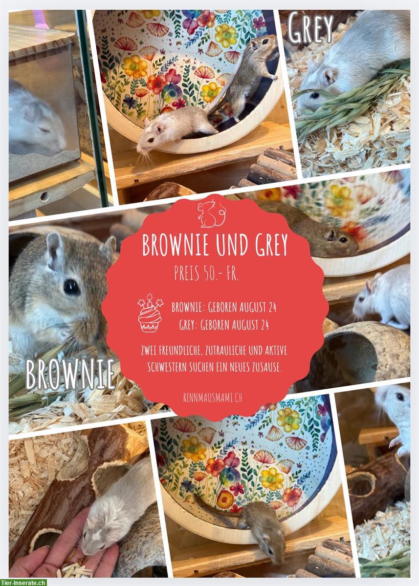 Rennmaus Weibchen Brownie und Gray