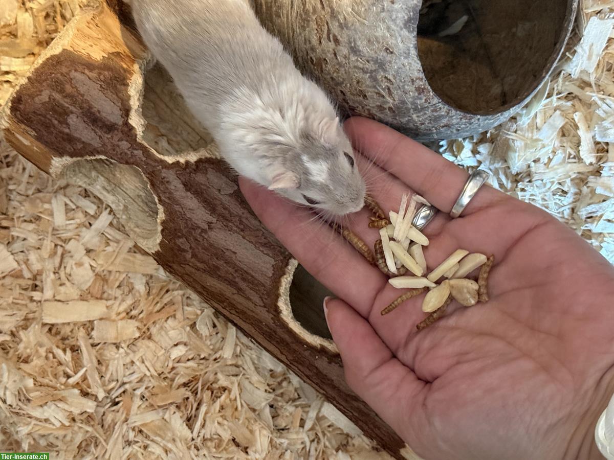 Bild 4: Rennmaus Weibchen Brownie und Gray