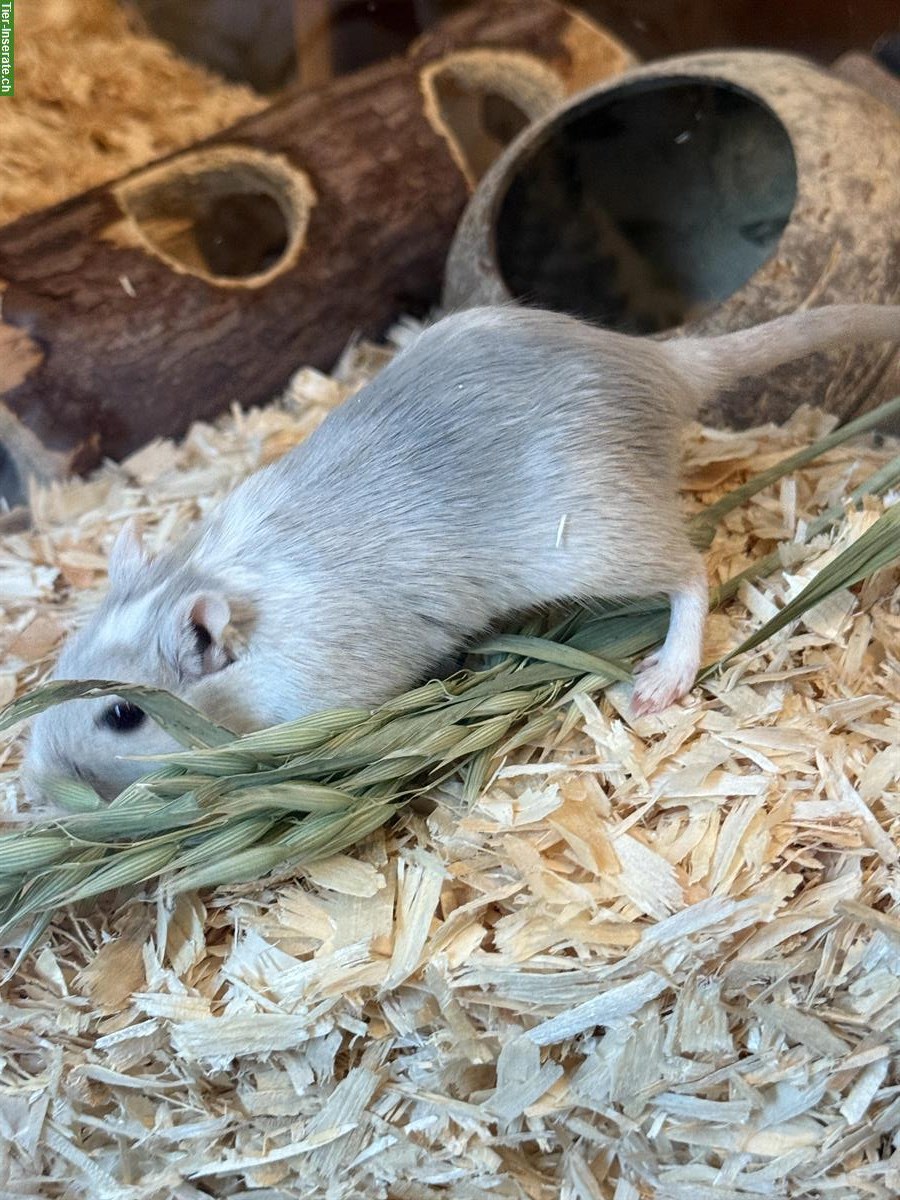 Bild 7: Rennmaus Weibchen Brownie und Gray