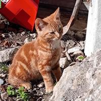 Freigänger Kitten zu verkaufen