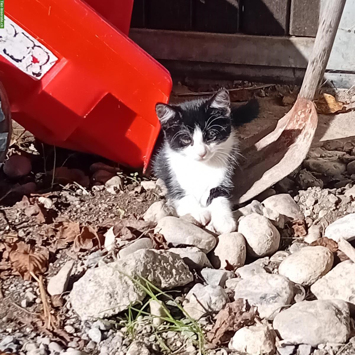 Bild 2: Freigänger Kitten zu verkaufen