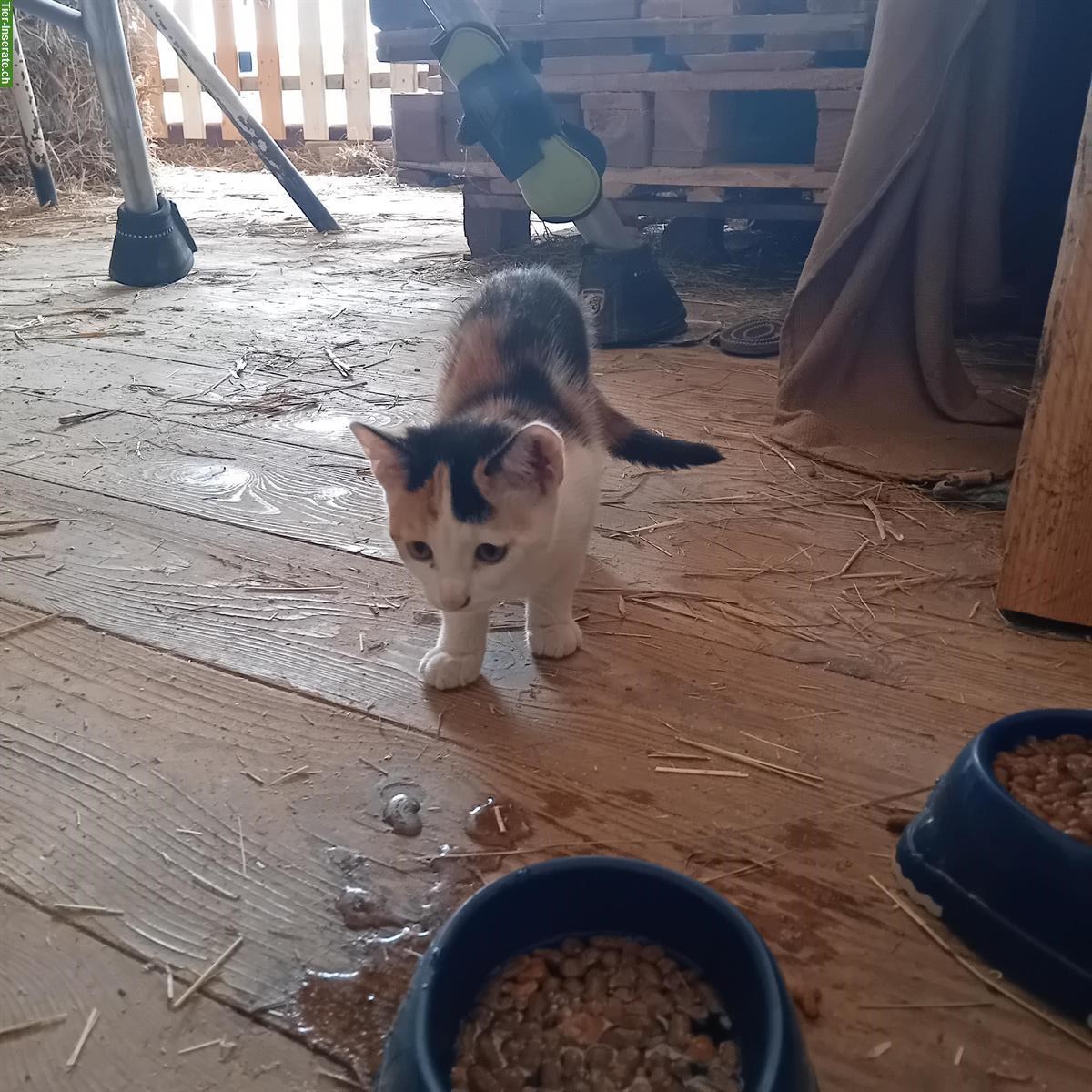 Bild 3: Freigänger Kitten zu verkaufen