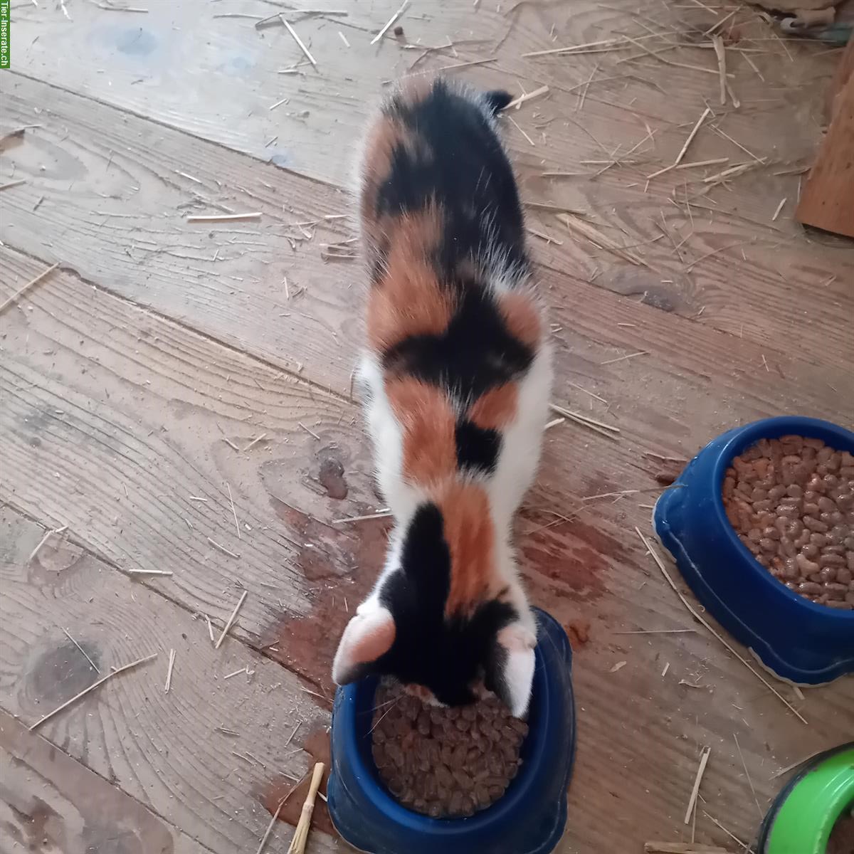 Bild 4: Freigänger Kitten zu verkaufen