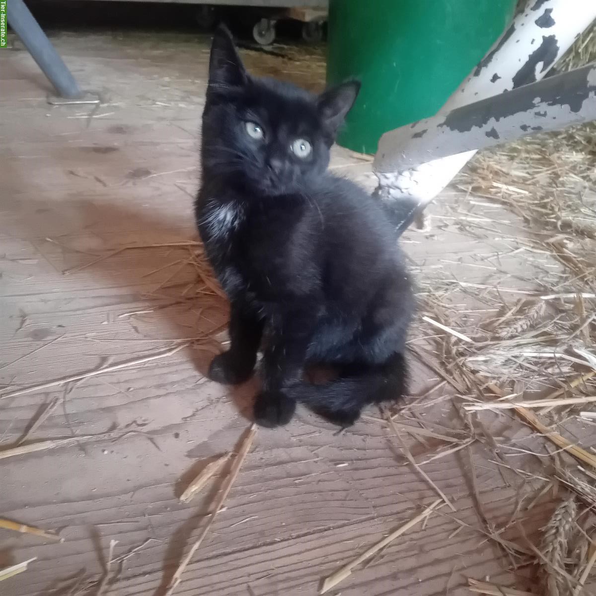 Bild 5: Freigänger Kitten zu verkaufen