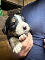 Berner Sennenhund Welpen suchen ein FÜR-immer Zuhause