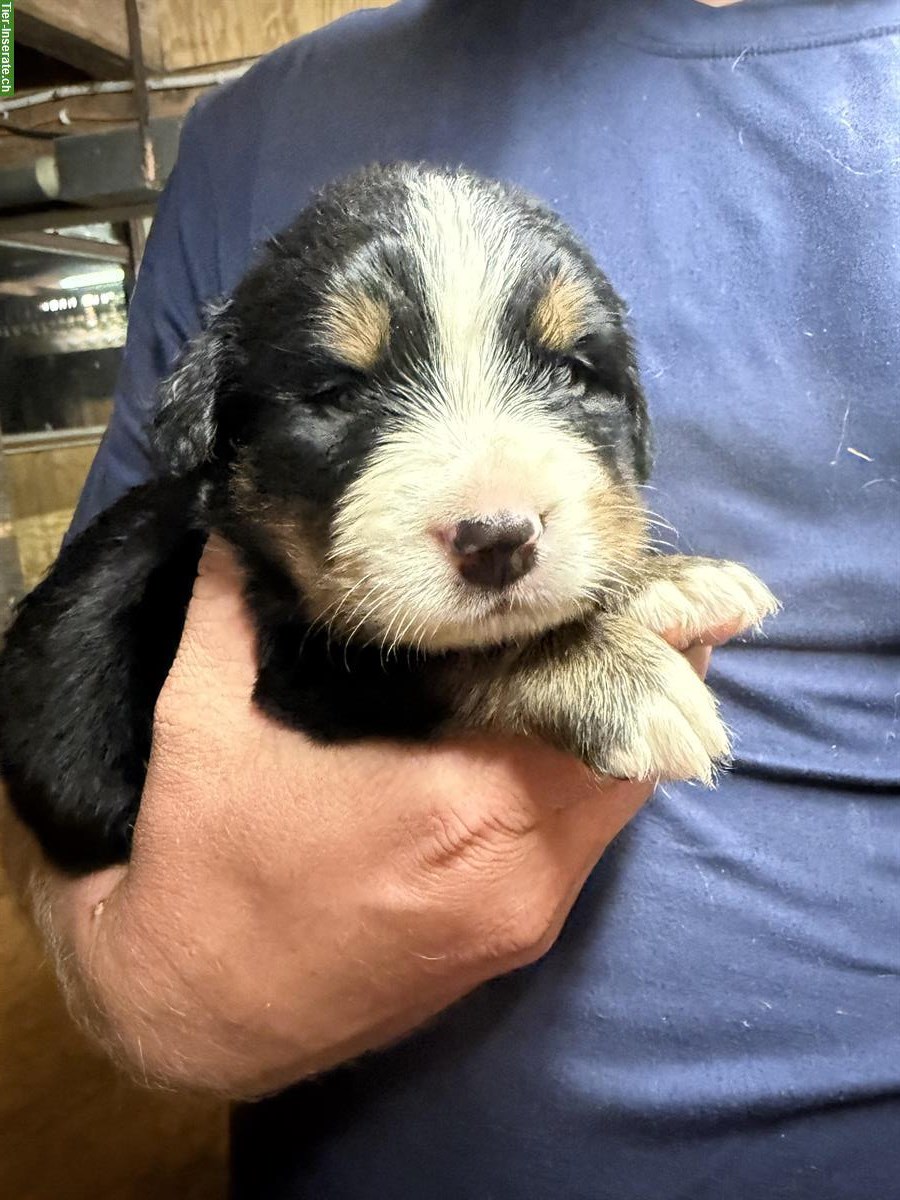 Bild 2: Berner Sennenhund Welpen suchen ein FÜR-immer Zuhause