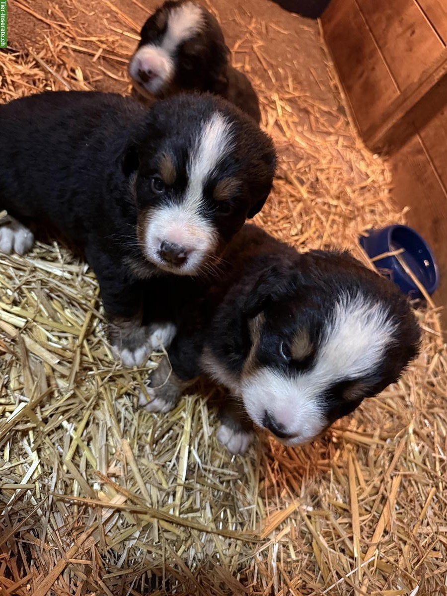 Bild 3: Berner Sennenhund Welpen suchen ein FÜR-immer Zuhause