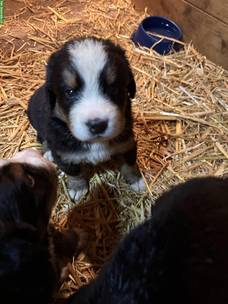 Bild 4: Berner Sennenhund Welpen suchen ein FÜR-immer Zuhause