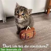 Einzelkatze oder Katzenpaar gesucht