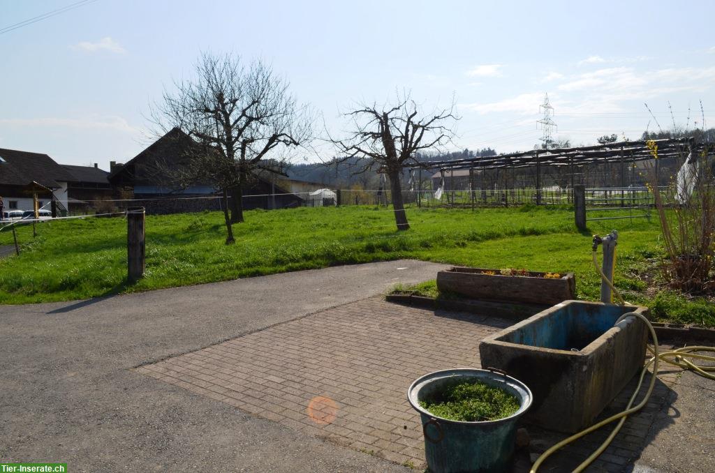Bild 6: 2 Freilauf-Pferdeboxen in Aesch bei Birmensdorf