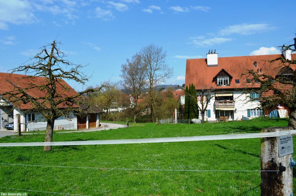 Bild 7: 2 Freilauf-Pferdeboxen in Aesch bei Birmensdorf