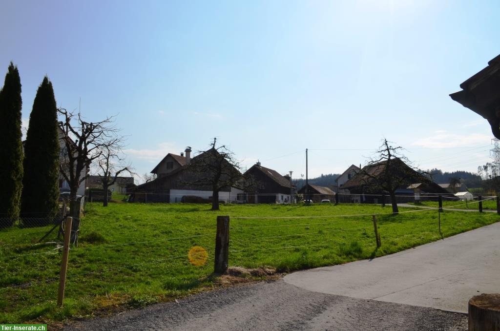Bild 8: 2 Freilauf-Pferdeboxen in Aesch bei Birmensdorf