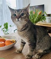 Artgenossen für jungen Kater gesucht