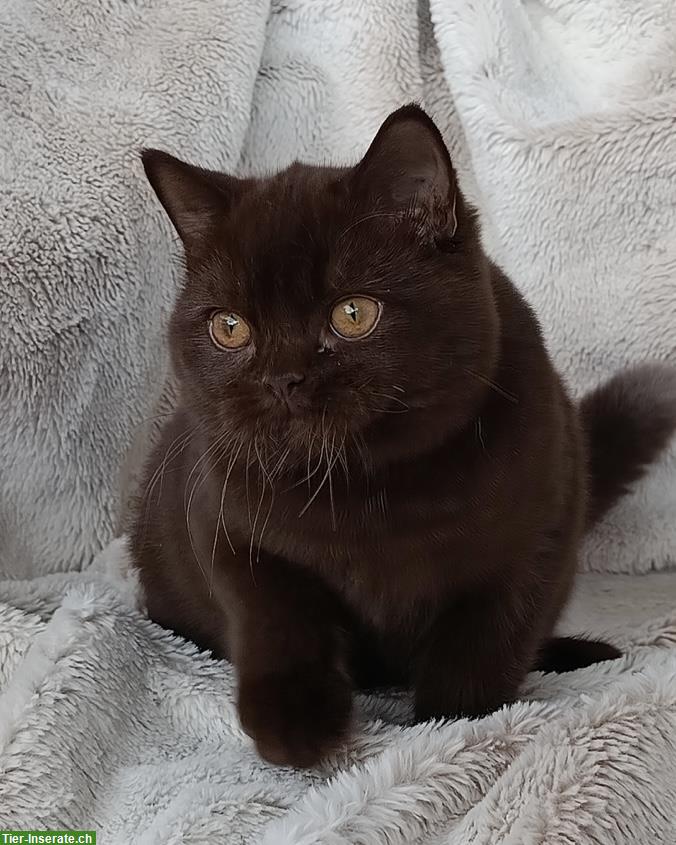 BKH Katzen Mädchen Latisha ab sofort abzugeben