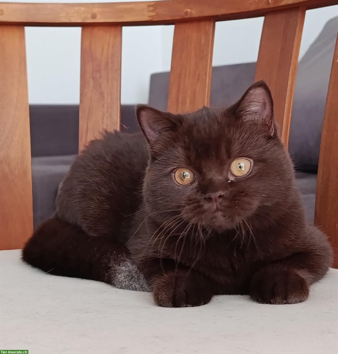 Bild 2: BKH Katzen Mädchen Latisha ab sofort abzugeben