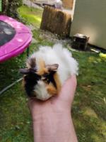 Langhaar-Meerschweinchen zu verkaufen