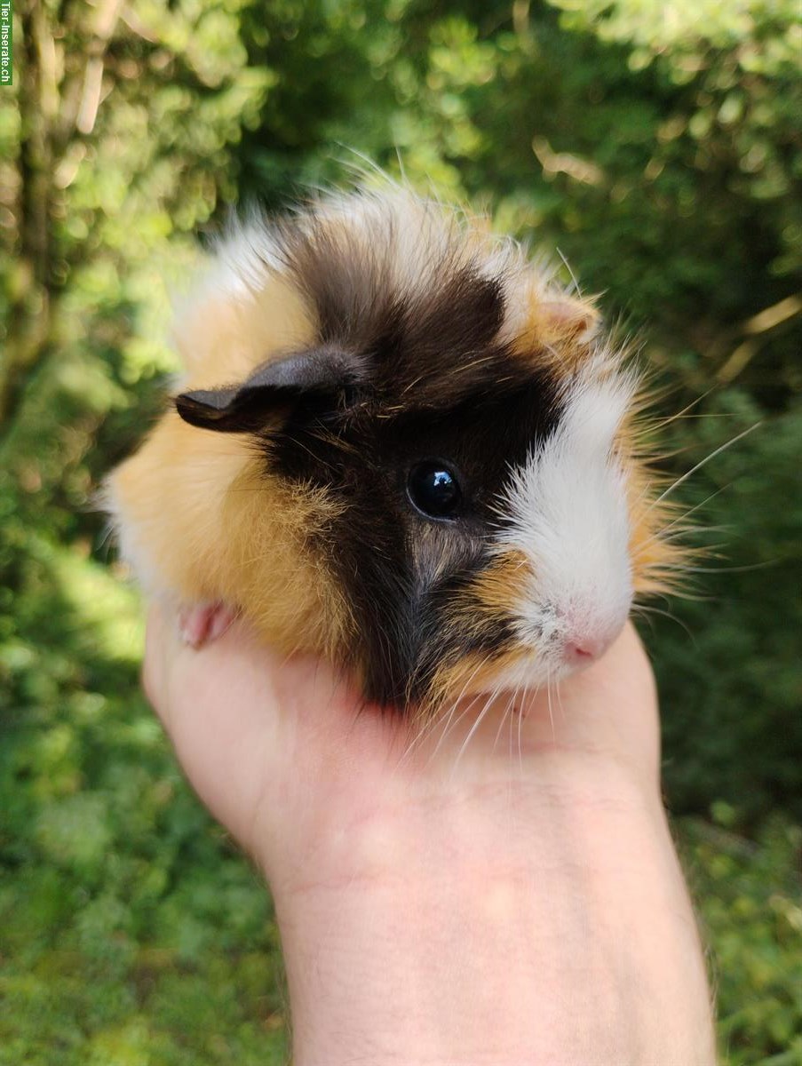 Bild 2: Langhaar-Meerschweinchen zu verkaufen