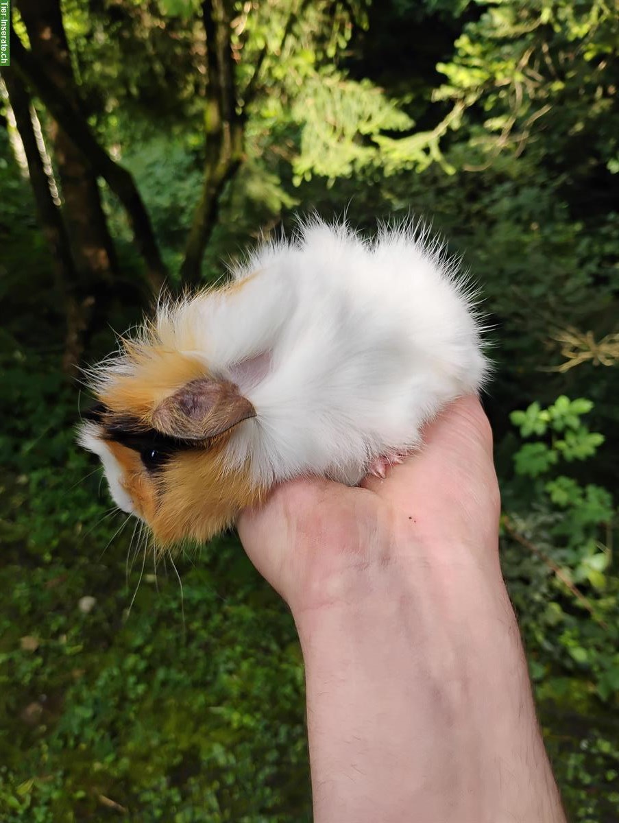 Bild 3: Langhaar-Meerschweinchen zu verkaufen