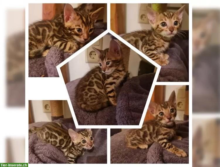 Reinrassige Bengal Kitten mit Stammbaum