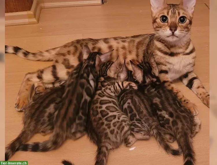 Bild 2: Reinrassige Bengal Kitten mit Stammbaum