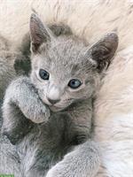 Reinrassige Russisch Blau Katze (männlich), 4 Monate alt