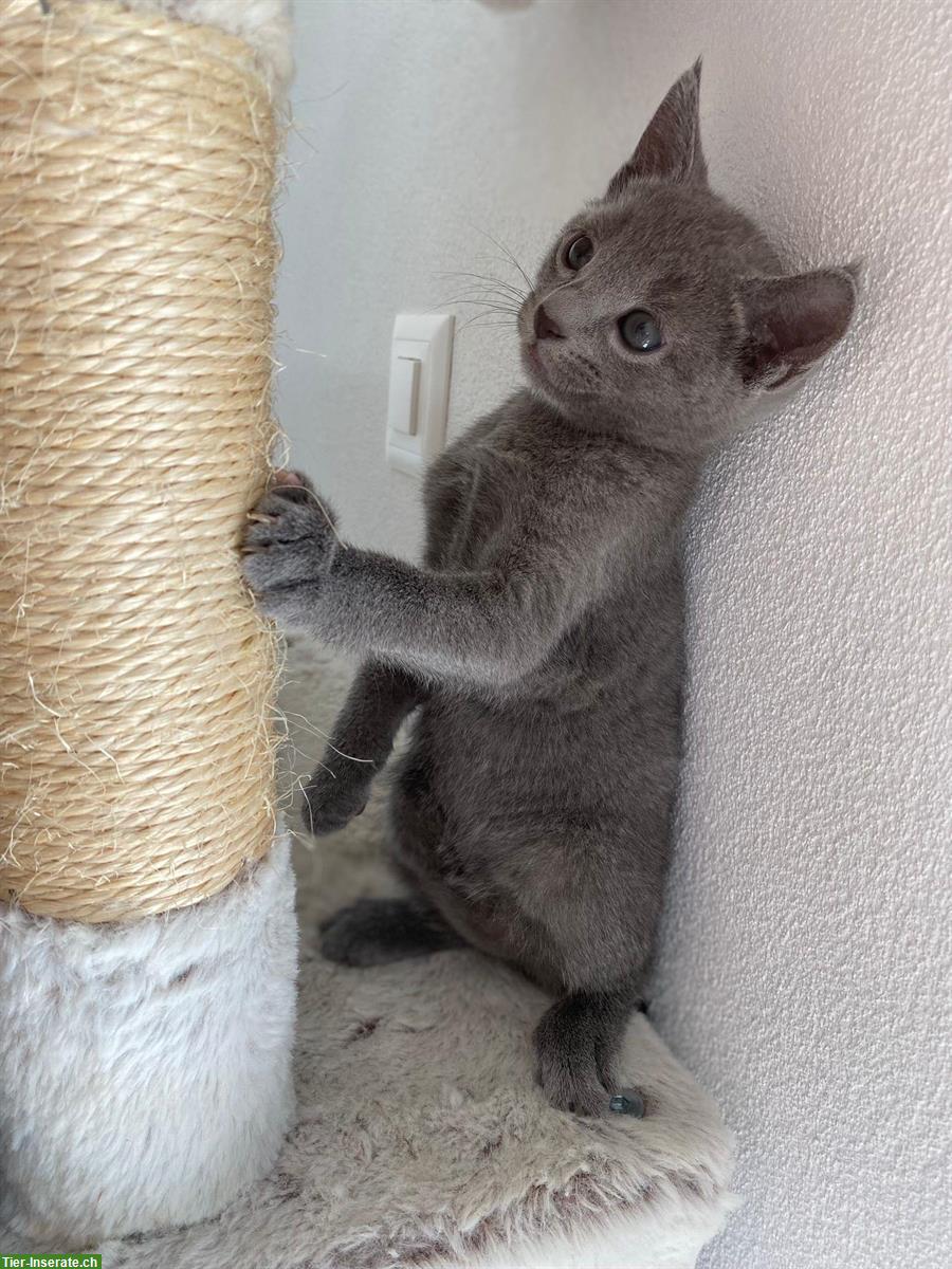 Bild 2: Reinrassige Russisch Blau Katze (männlich), 4 Monate alt