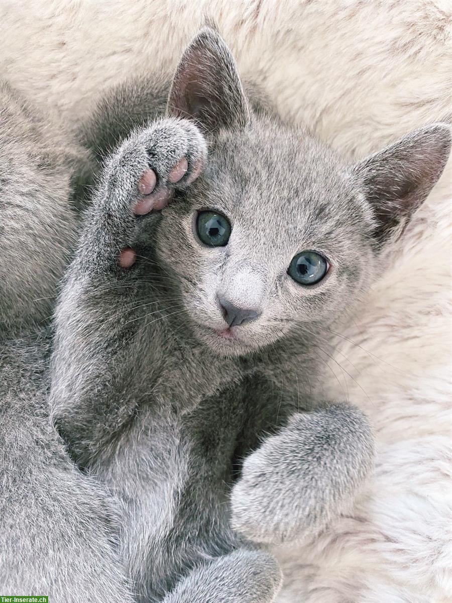 Bild 3: Reinrassige Russisch Blau Katze (männlich), 4 Monate alt