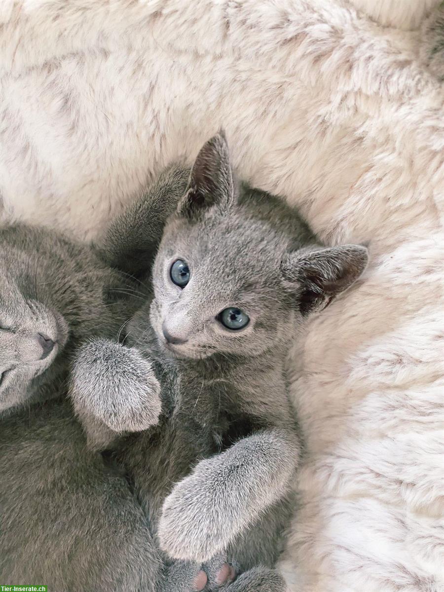Bild 4: Reinrassige Russisch Blau Katze (männlich), 4 Monate alt