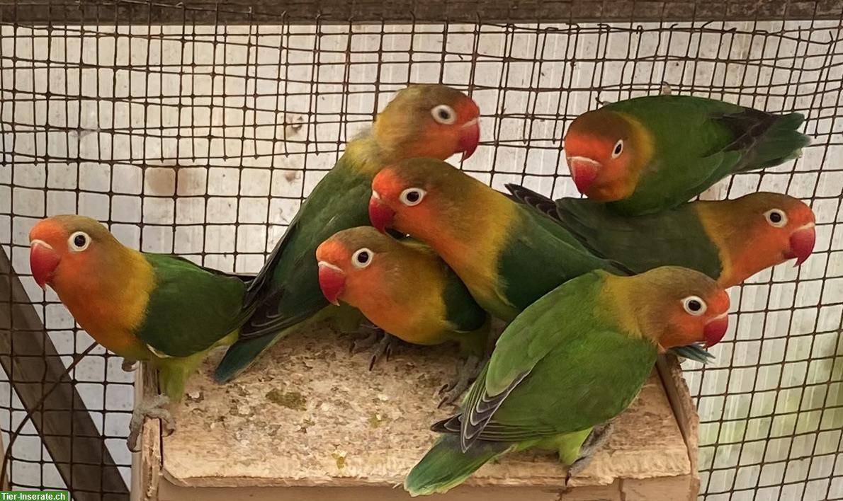Bild 2: Pfirsichköpfchen zu verkaufen