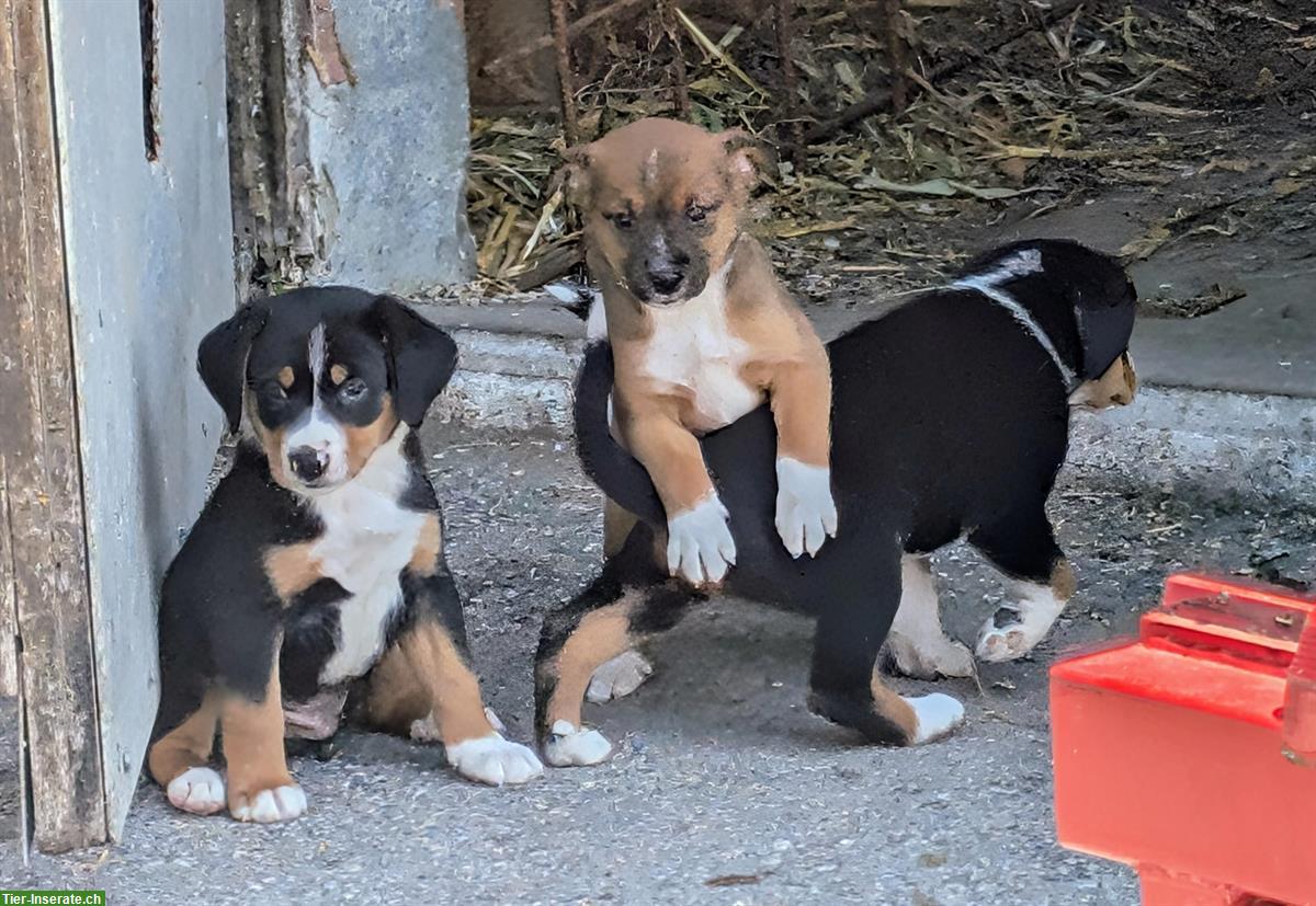 Bild 10: Appenzeller Mischlingswelpen vom Bauernhof abzugeben