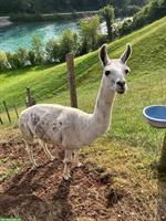 Zu verkaufen: Lamas suchen ein neues Zuhause